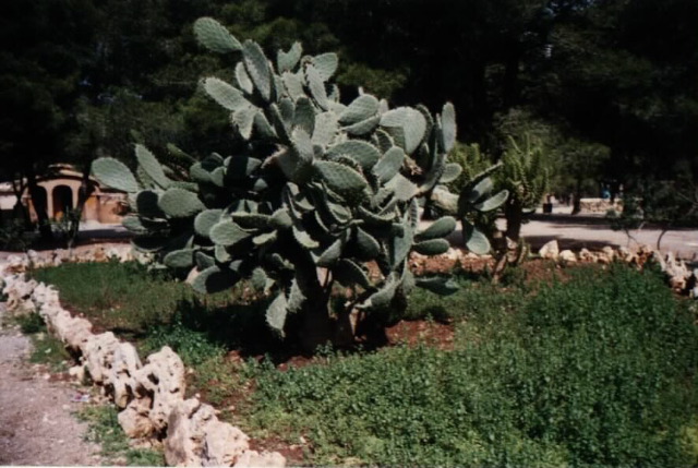 Cactus