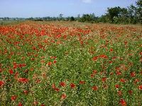 Coquelicots