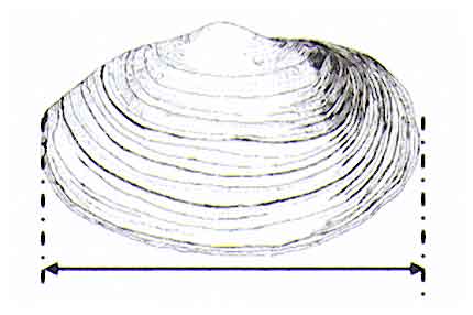 longbivalve