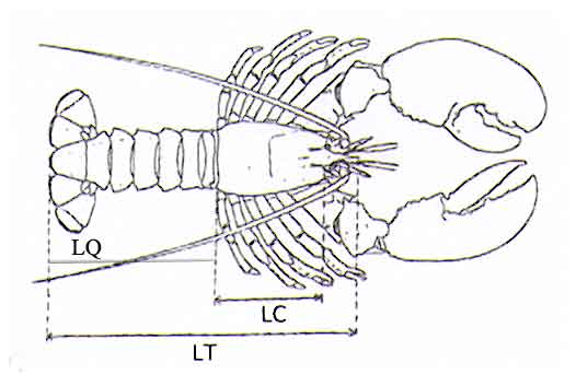 longhomard